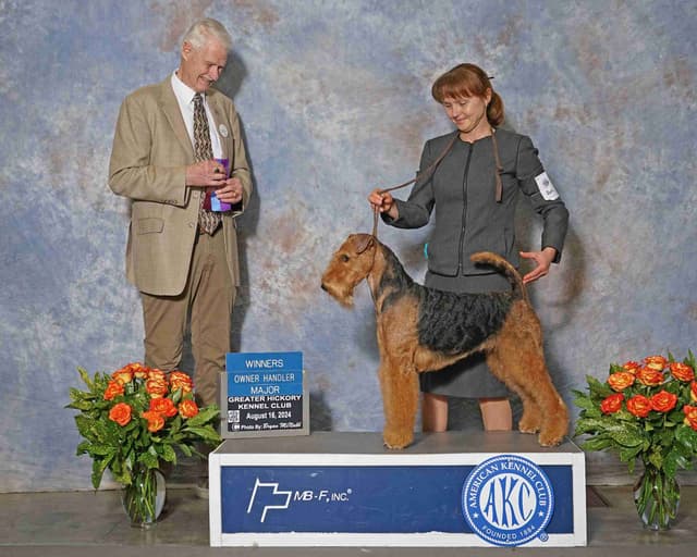 Airedale Terrier Puppies media 5