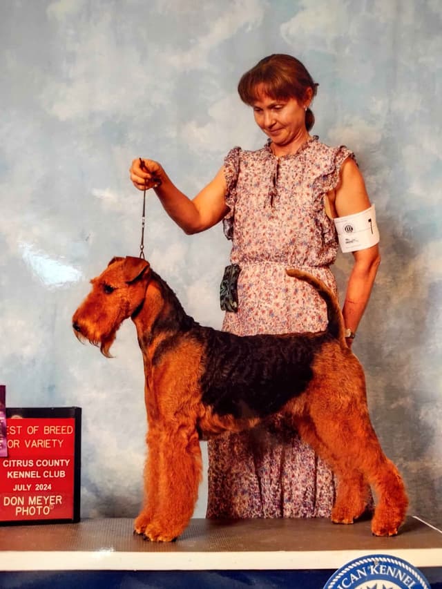 Airedale Terrier Puppies media 6