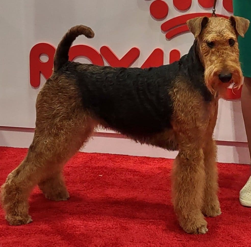 Airedale Terrier Puppies breeder image 1