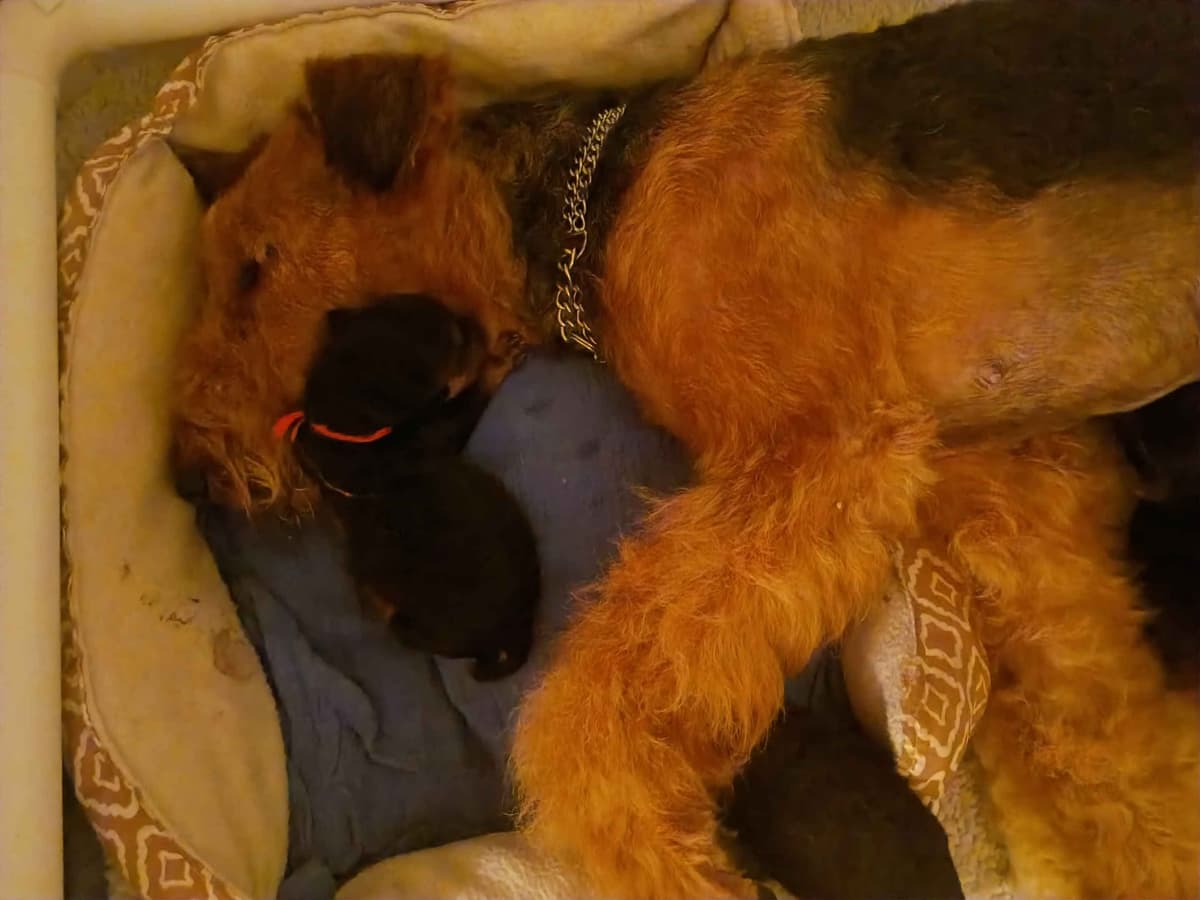 Airedale Terrier Puppies breeder image 3