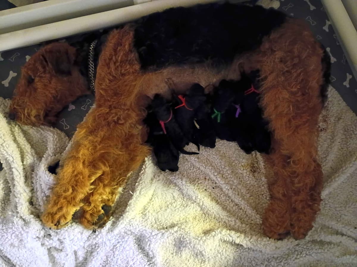 Airedale Terrier Puppies breeder image 4