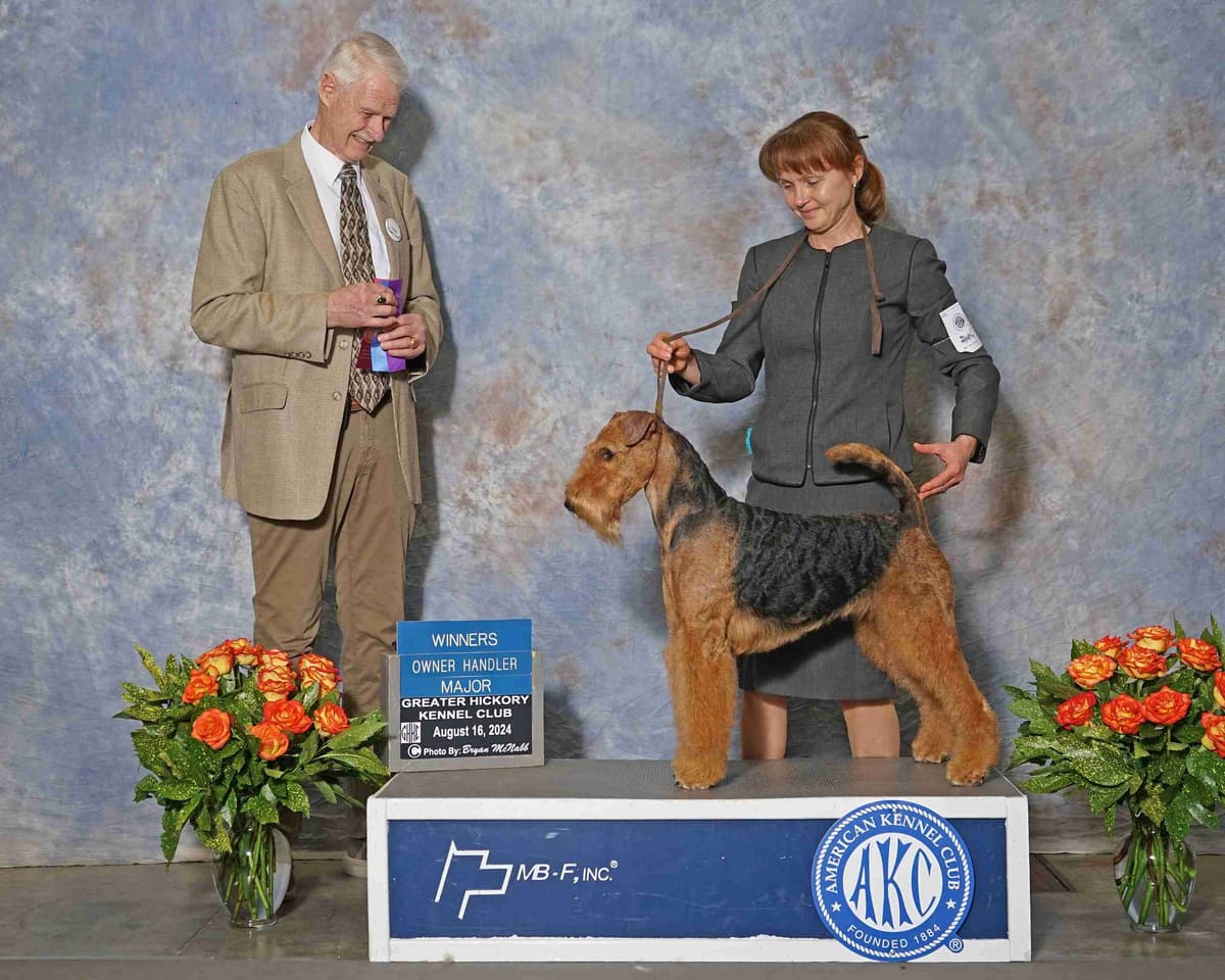 Airedale Terrier Puppies breeder image 6