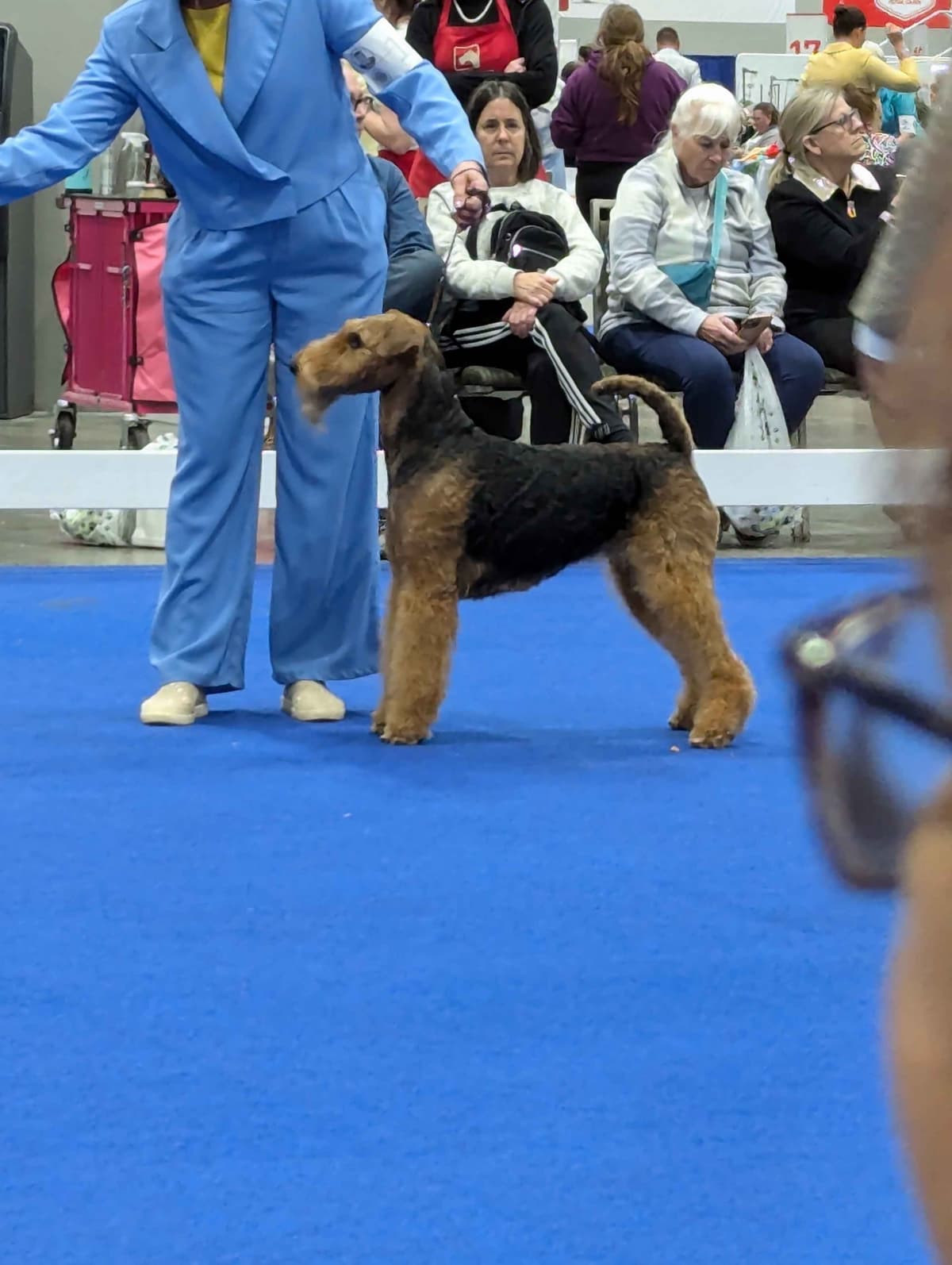 Airedale Terrier Puppies breeder image 7