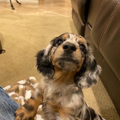 Miniature long haired dachshund puppies breeder image 1