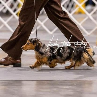 Miniature long haired dachshund puppies breeder image 2