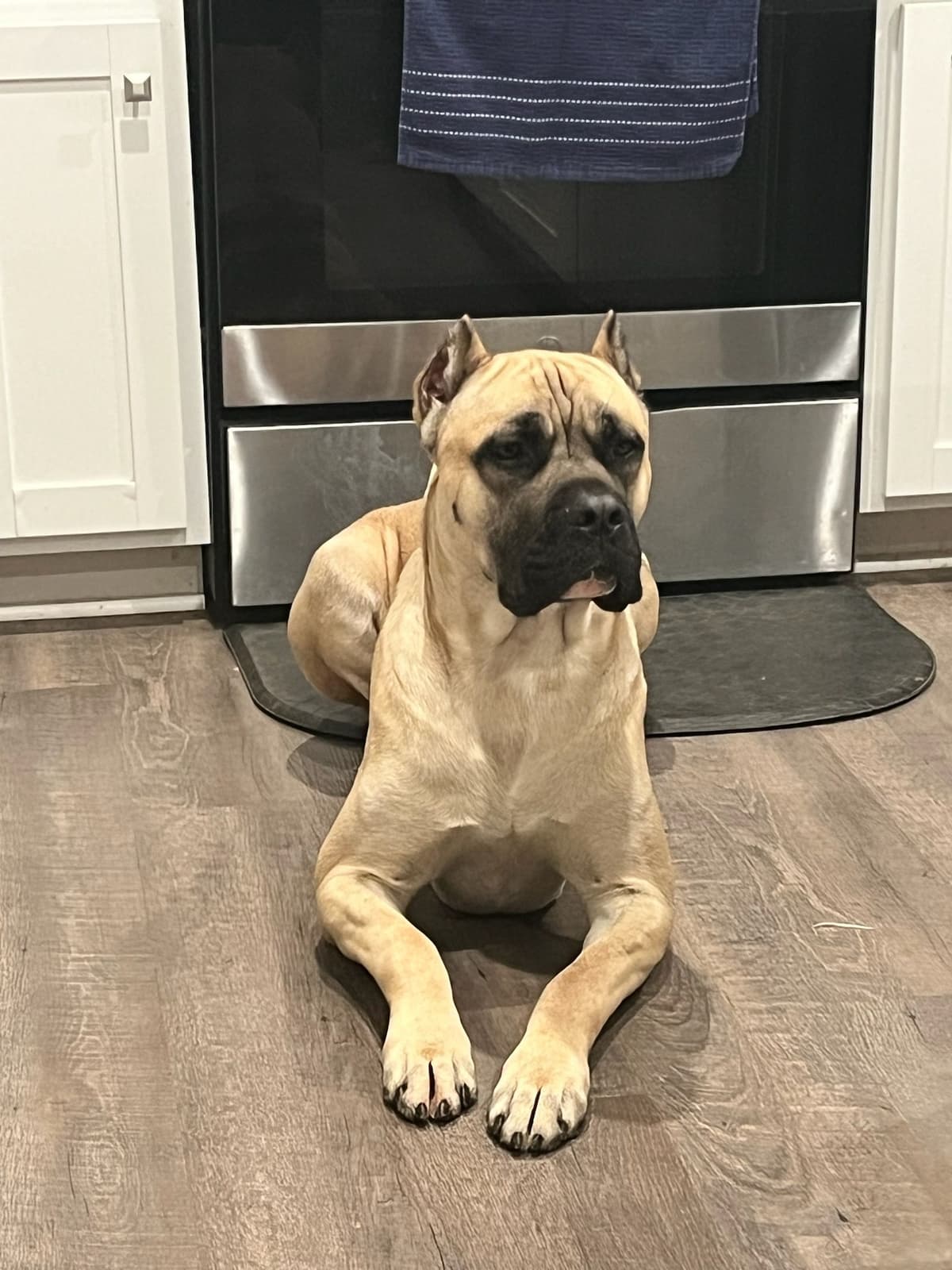 Cane Corso Puppies breeder image 1