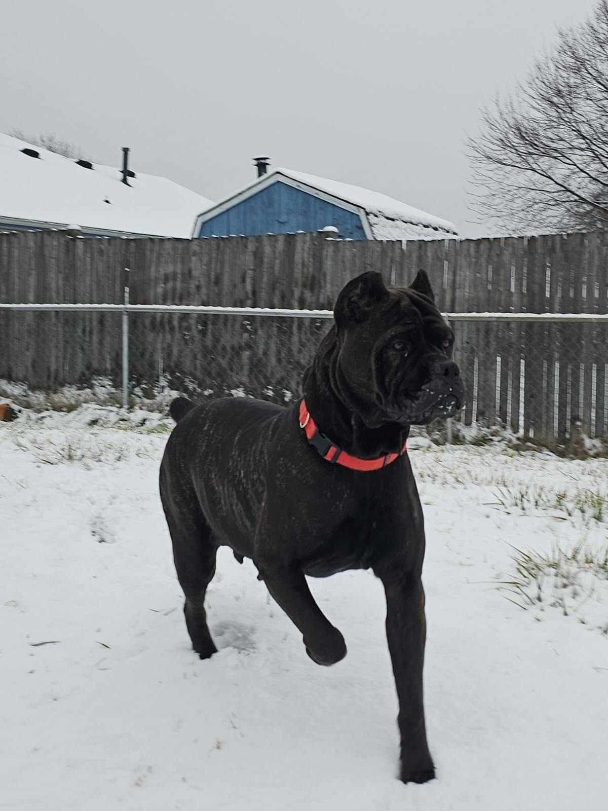 Cane Corso Puppies breeder image 2