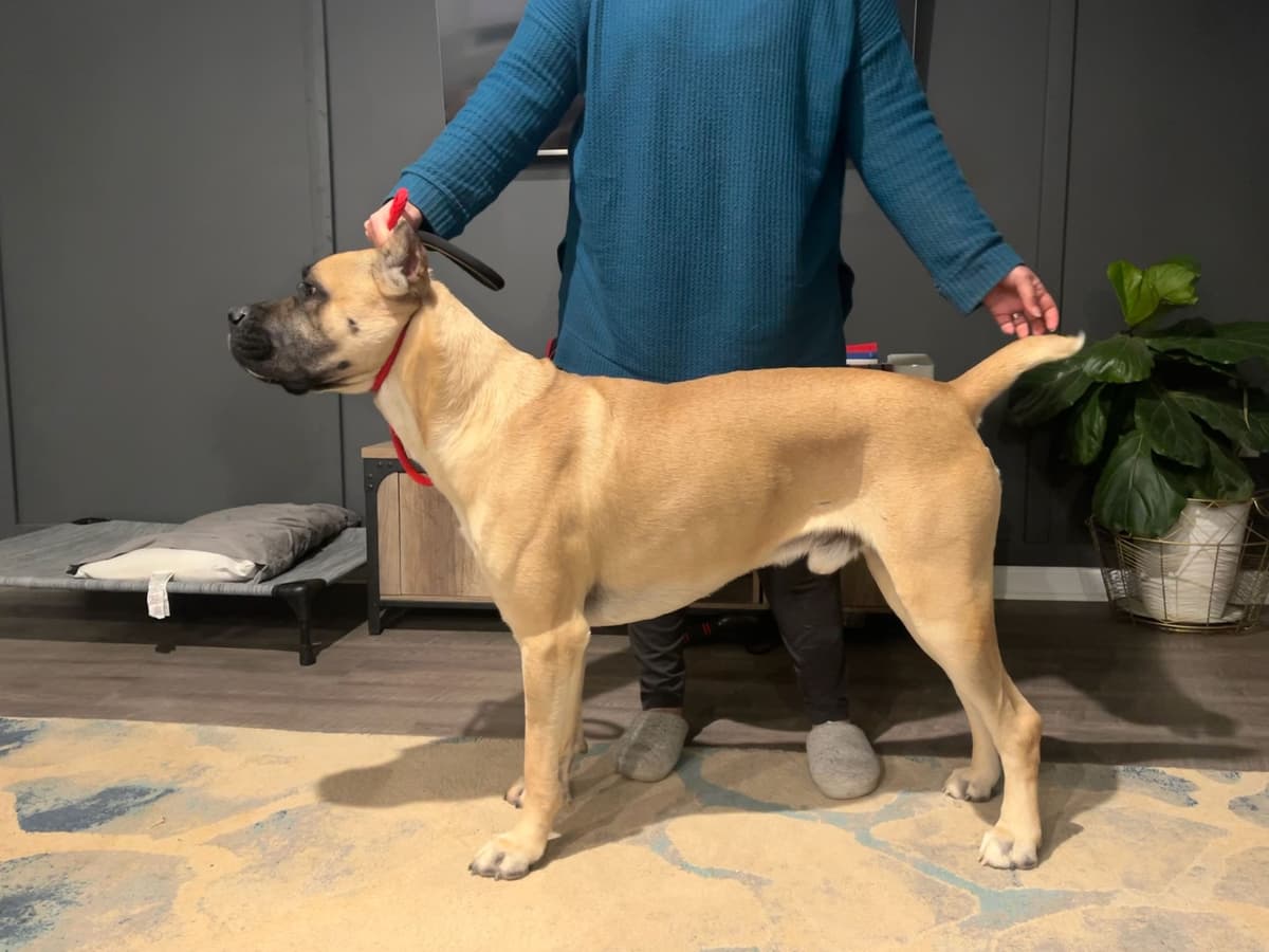 Cane Corso Puppies breeder image 5