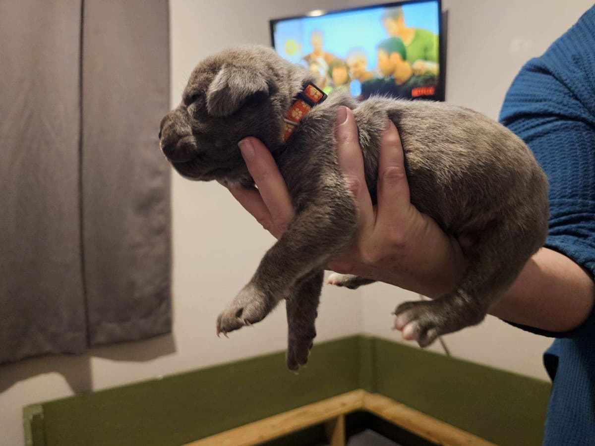 Cane Corso Puppies breeder image 7