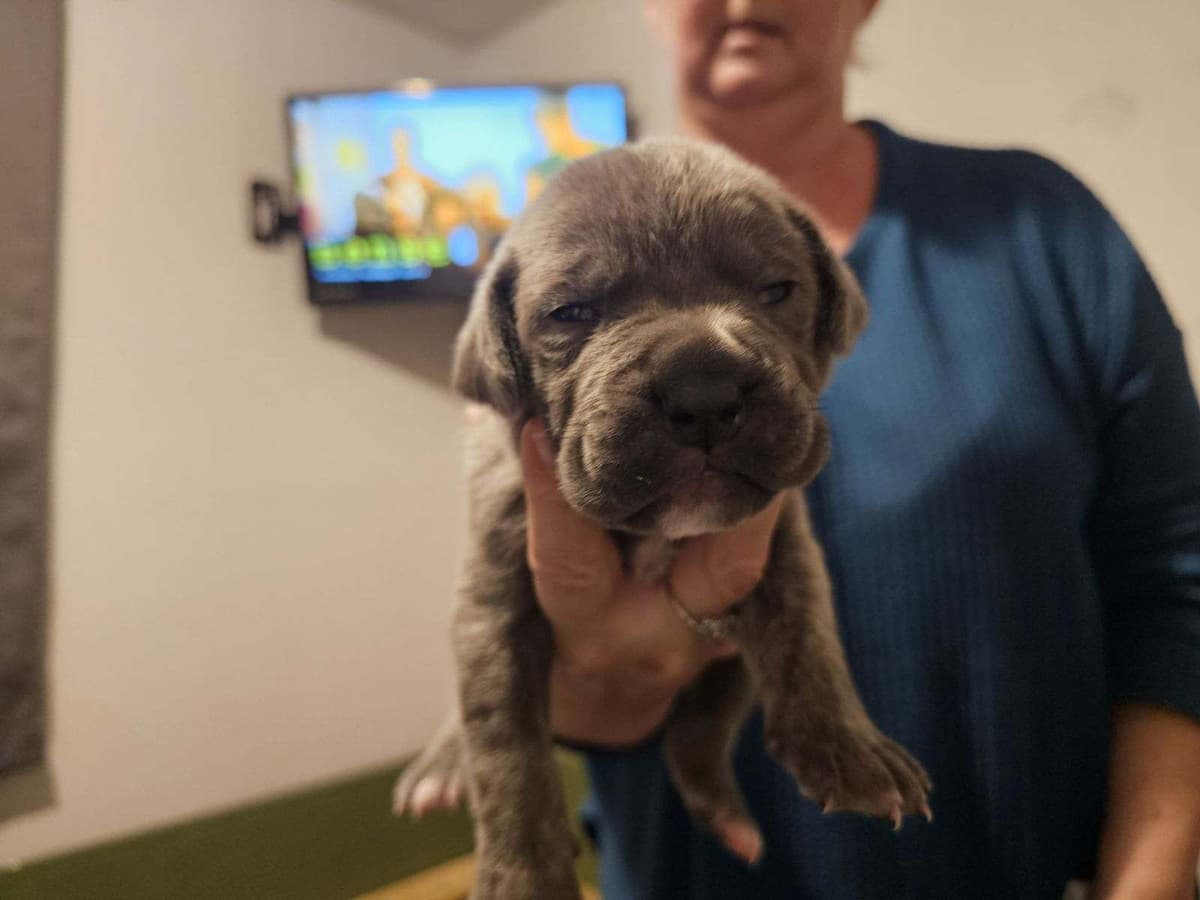Cane Corso Puppies breeder image 6