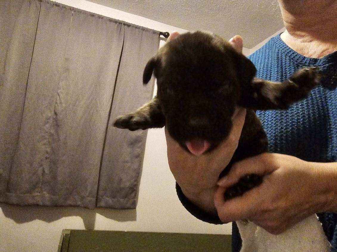 Cane Corso Puppies breeder image 8