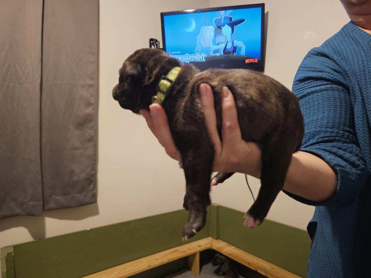 Cane Corso Puppies breeder image 9