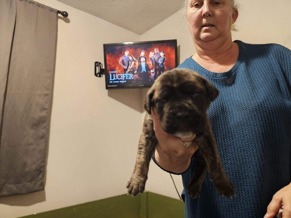 Cane Corso Puppies breeder image 11