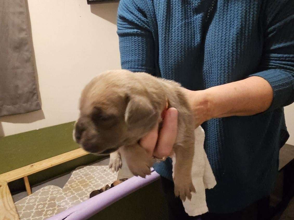 Cane Corso Puppies breeder image 10