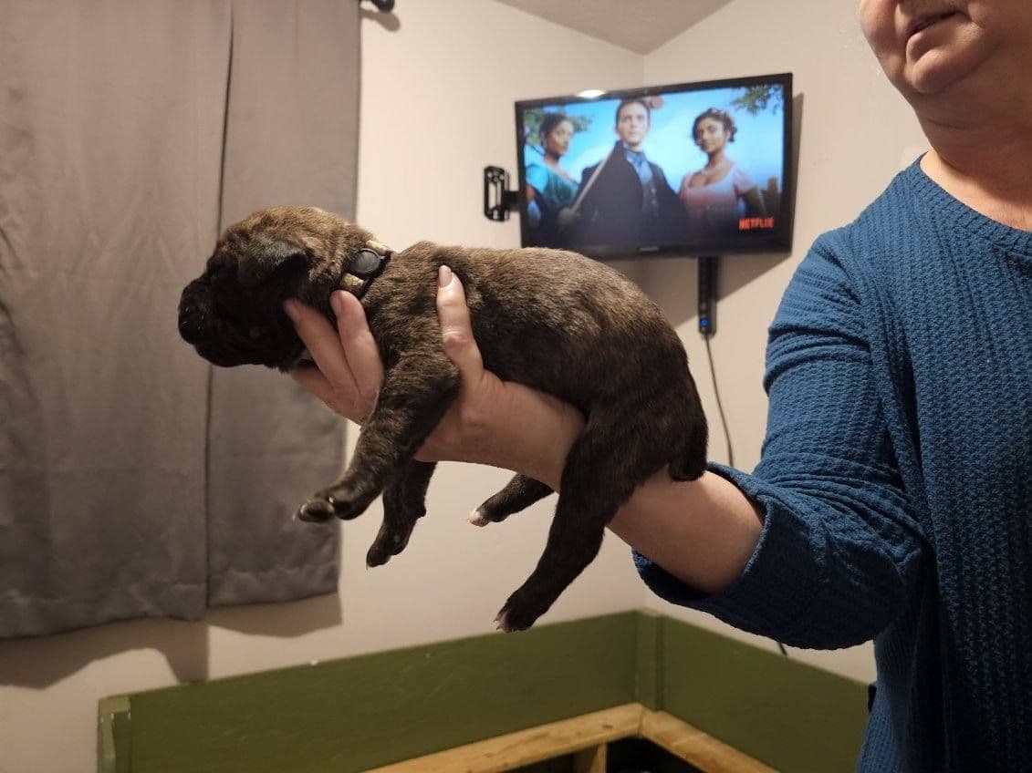 Cane Corso Puppies breeder image 15