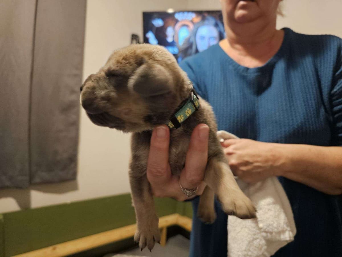 Cane Corso Puppies breeder image 16