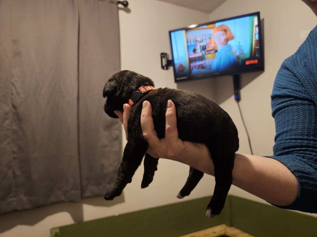 Cane Corso Puppies breeder image 12
