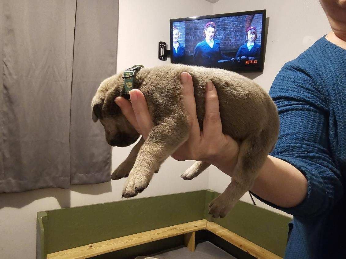 Cane Corso Puppies breeder image 14