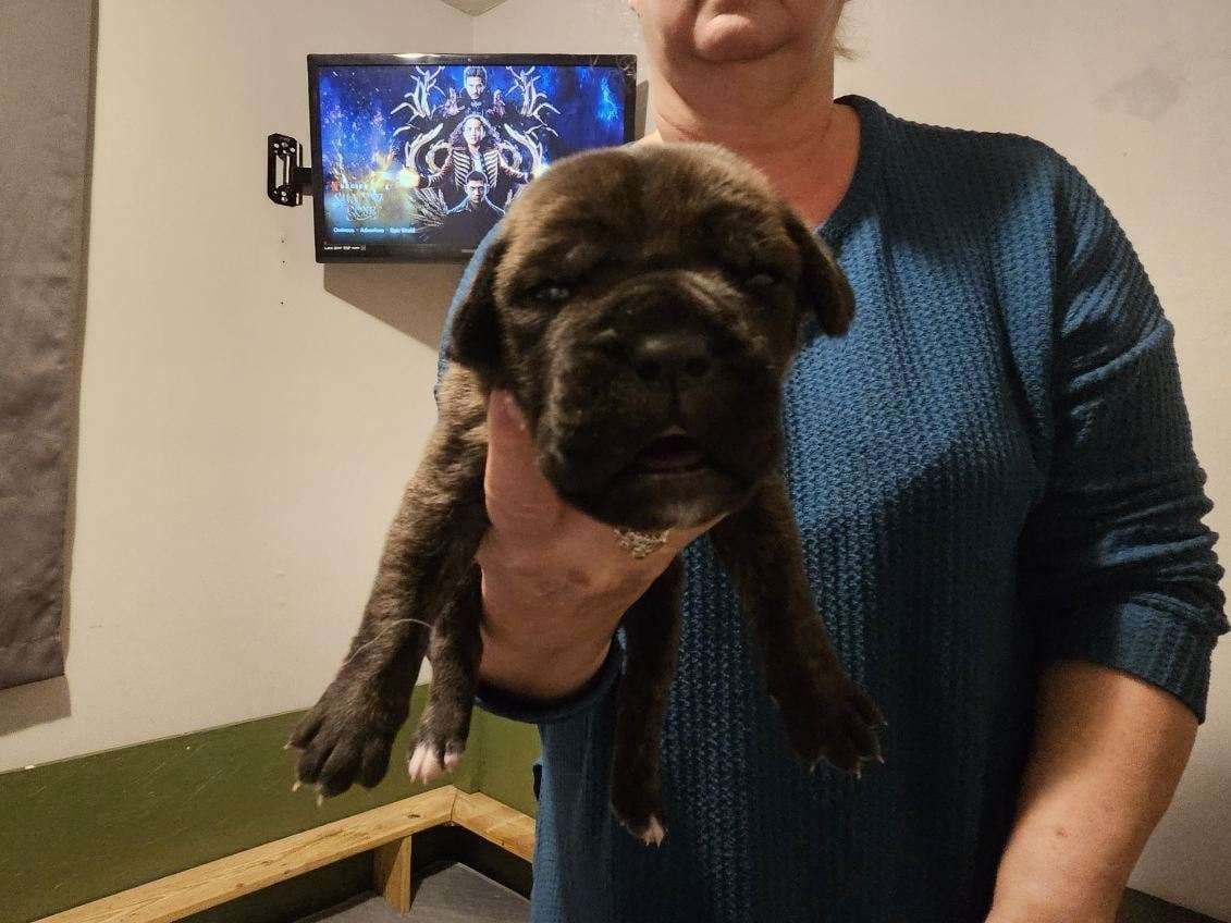 Cane Corso Puppies breeder image 13