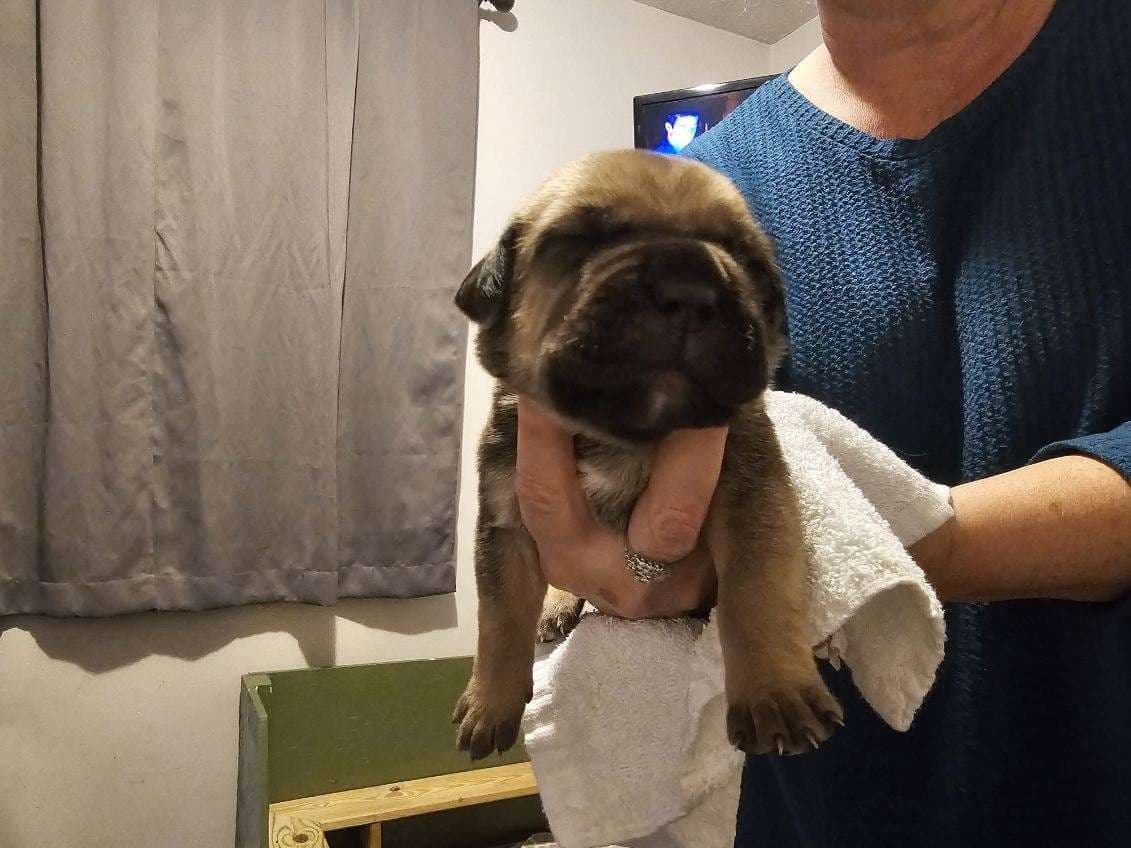 Cane Corso Puppies breeder image 18