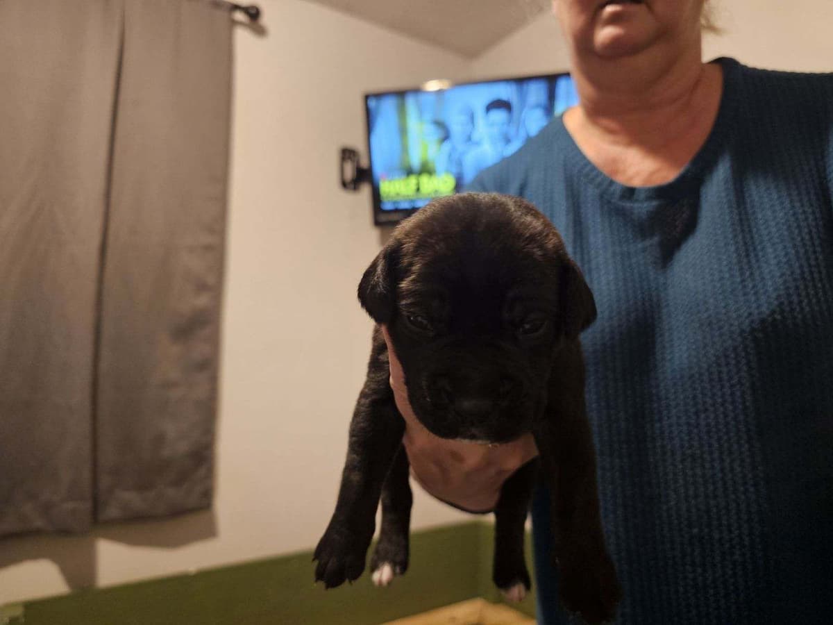 Cane Corso Puppies breeder image 20
