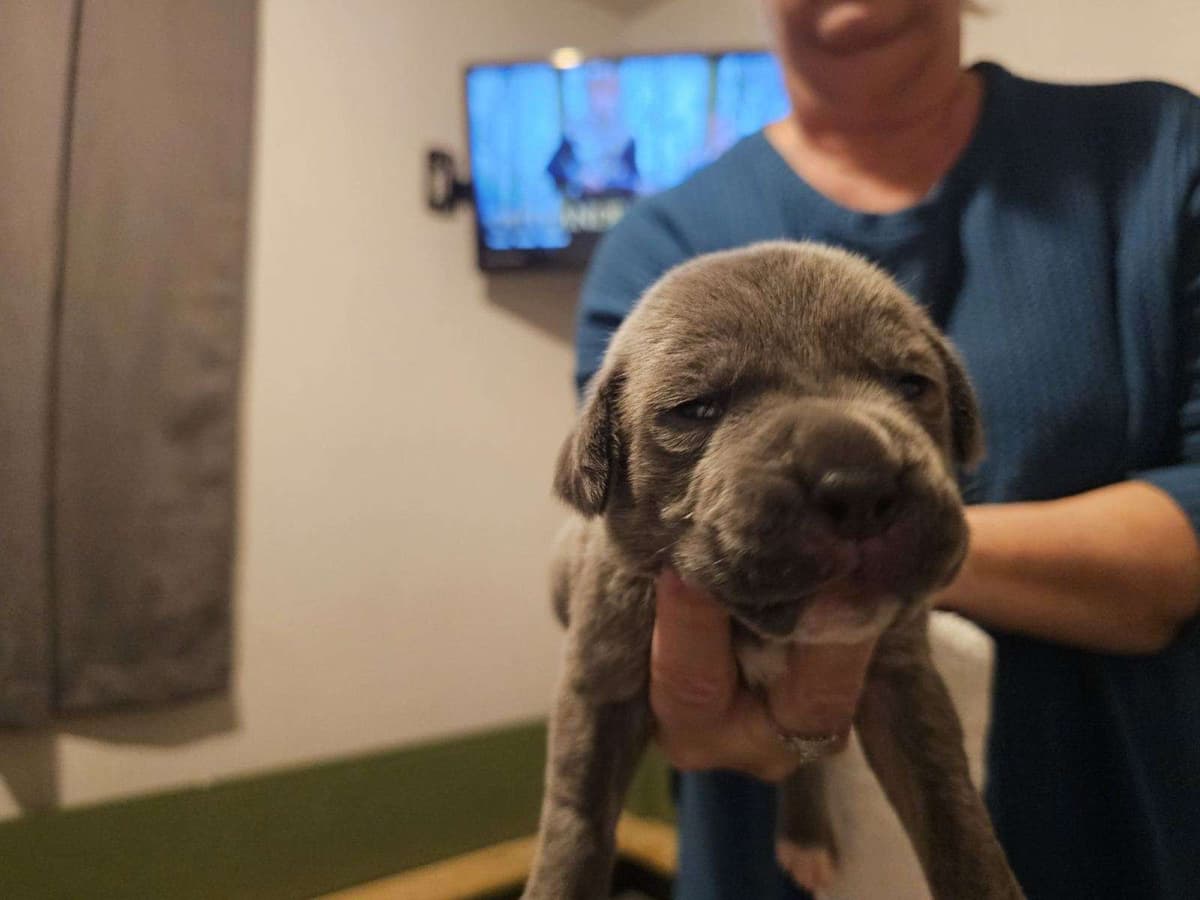 Cane Corso Puppies breeder image 24