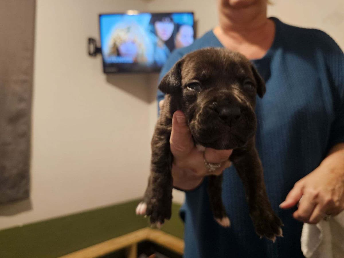 Cane Corso Puppies breeder image 22