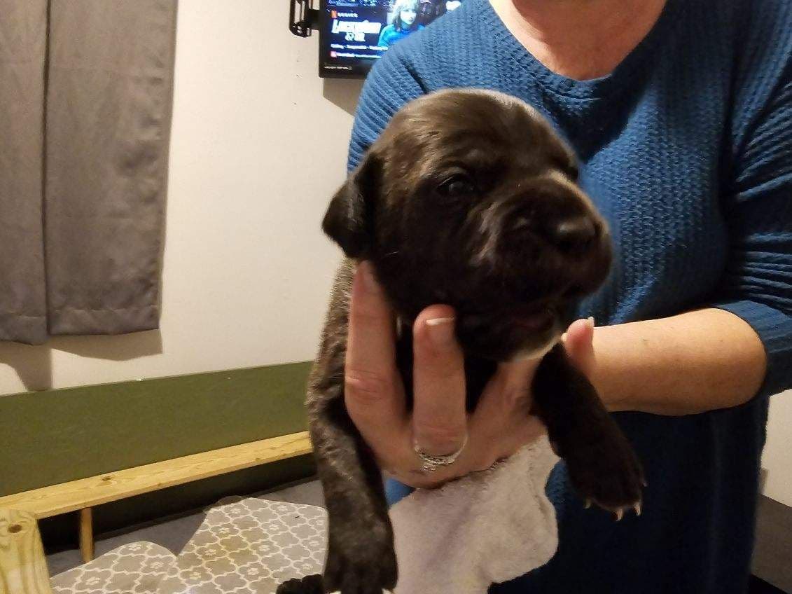 Cane Corso Puppies breeder image 19