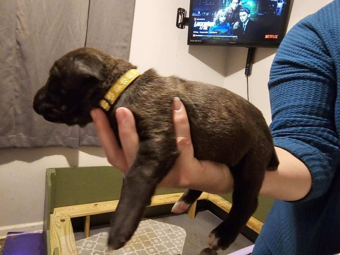 Cane Corso Puppies breeder image 21