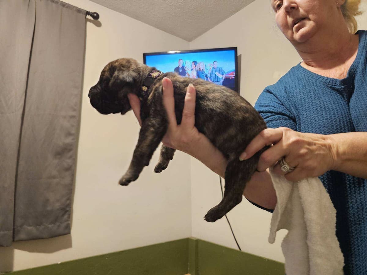 Cane Corso Puppies breeder image 27