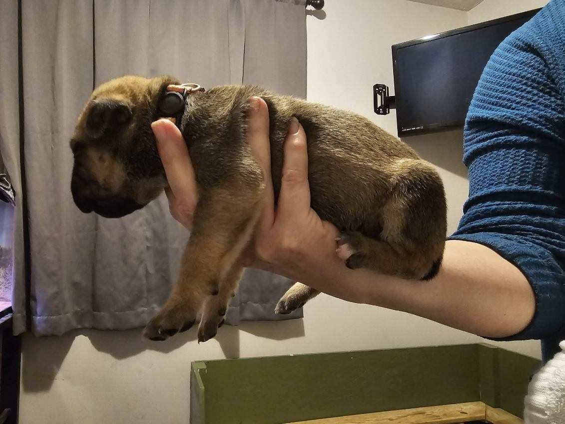 Cane Corso Puppies breeder image 17