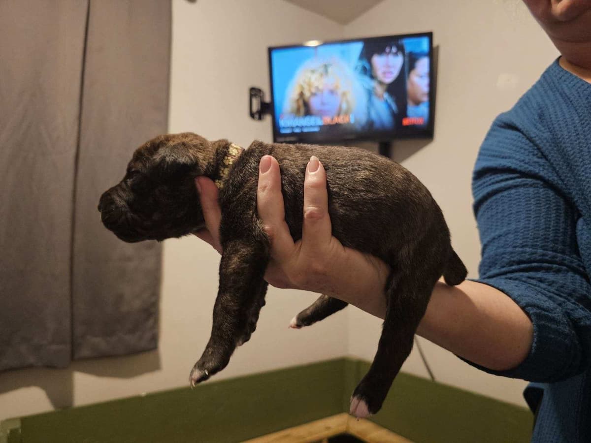 Cane Corso Puppies breeder image 26