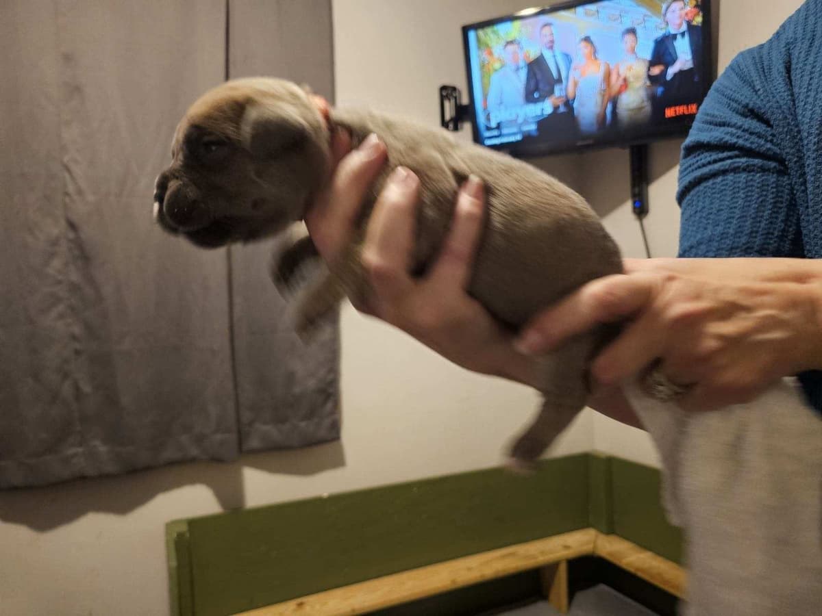 Cane Corso Puppies breeder image 25