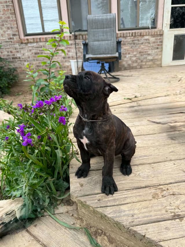 Cane Corso Puppies media 2