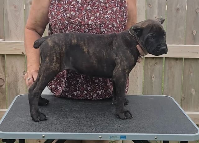 Cane Corso Puppies media 3