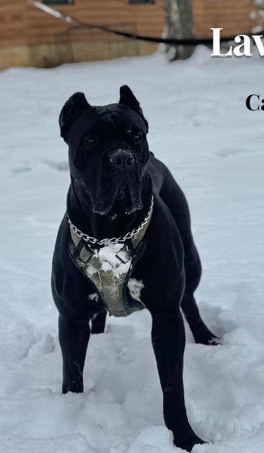Cane Corso Puppies media 2