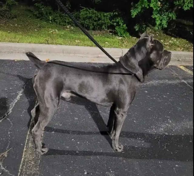 Cane Corso Puppies media 3