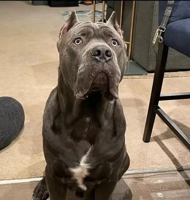 Cane Corso Puppies media 4