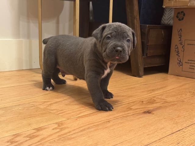Cane Corso Puppies media 5