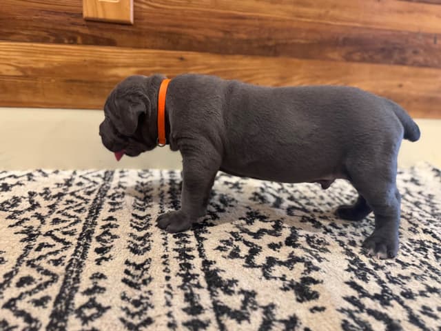 Cane Corso Puppies media 6