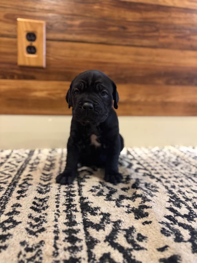 Cane Corso Puppies media 8
