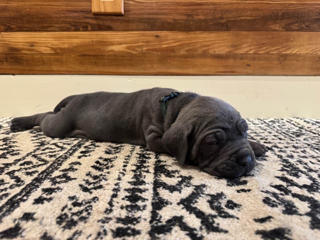 Cane Corso Puppies media 7