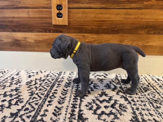 Cane Corso Puppies media 9