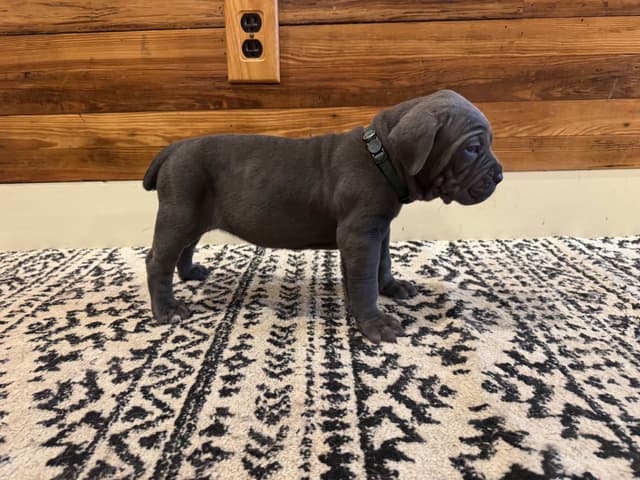 Cane Corso Puppies media 11