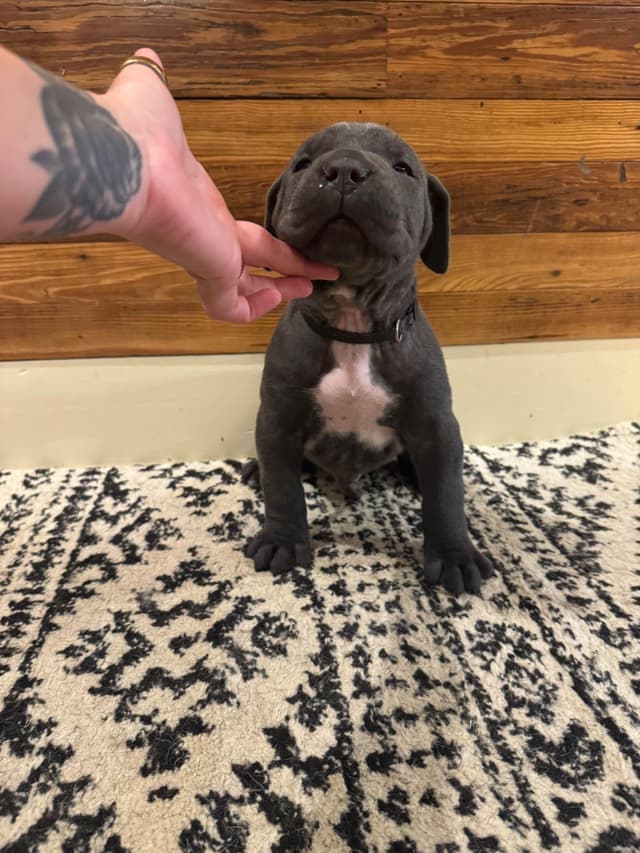 Cane Corso Puppies media 10