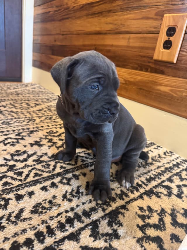 Cane Corso Puppies media 18