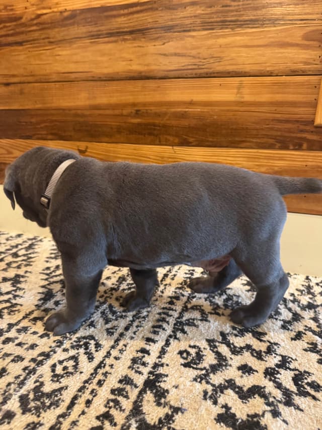 Cane Corso Puppies media 15