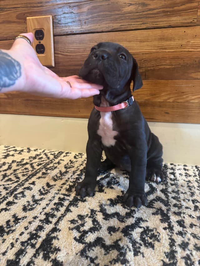 Cane Corso Puppies media 16