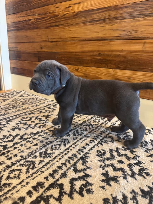 Cane Corso Puppies media 13