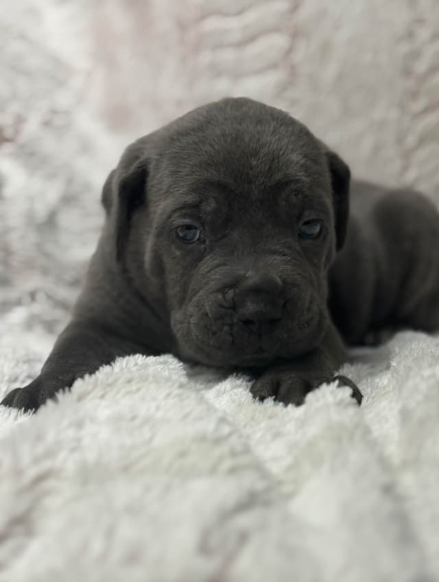 Cane Corso Puppies media 20